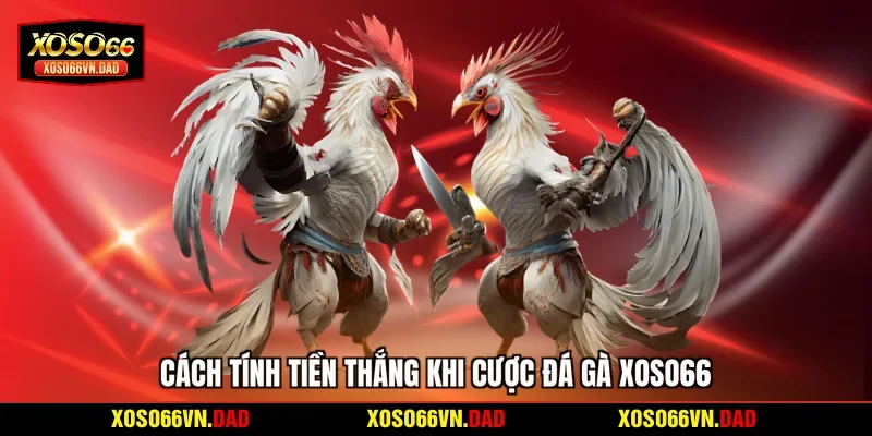 Cách tính tiền thắng khi cược đá gà Xoso66