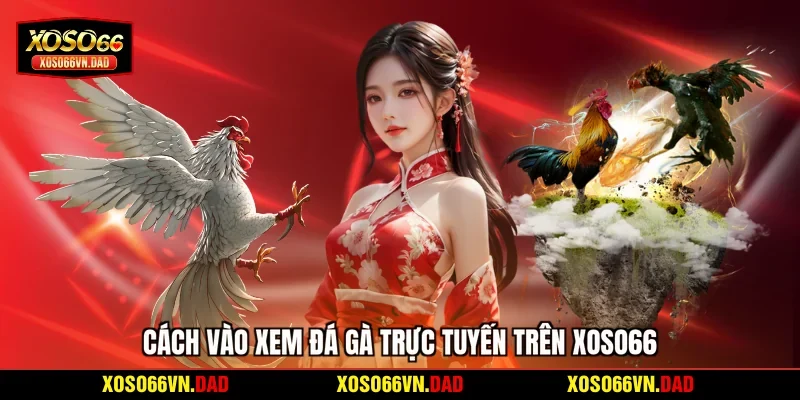 Cách vào xem đá gà trực tuyến trên Xoso66