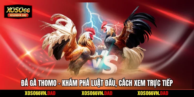 Đá Gà Thomo - Khám Phá Luật Đấu, Cách Xem Trực Tiếp