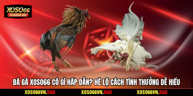 Đá Gà Xoso66 Có Gì Hấp Dẫn? Hé Lộ Cách Tính Thưởng Dễ Hiểu