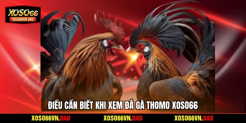 Điều cần biết khi xem đá gà Thomo Xoso66