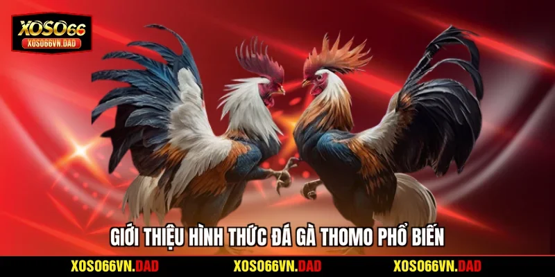 Giới thiệu hình thức đá gà Thomo phổ biến