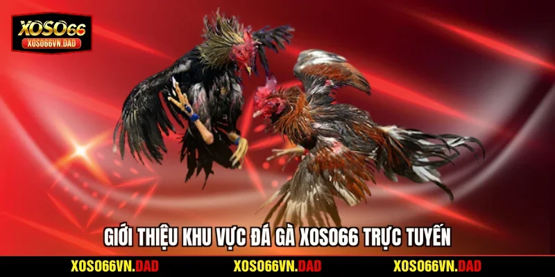 Giới thiệu khu vực đá gà Xoso66 trực tuyến