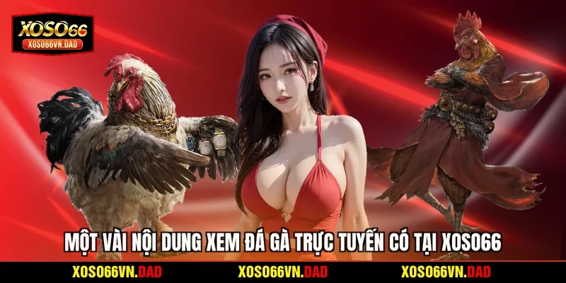 Một vài nội dung xem đá gà trực tuyến có tại Xoso66
