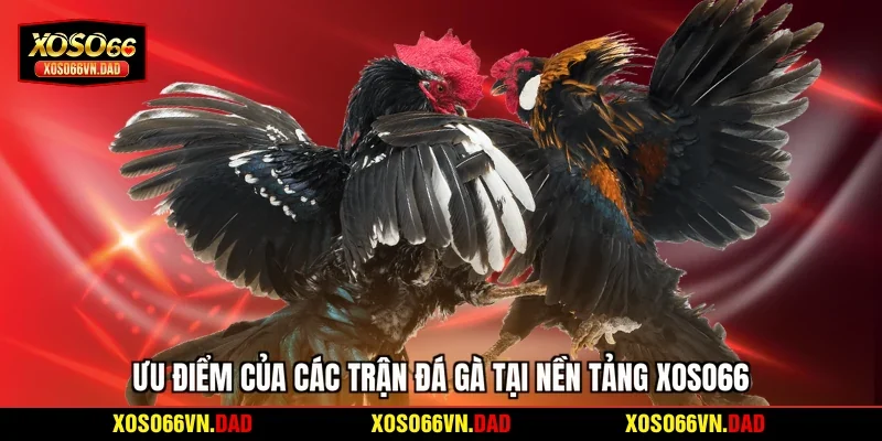Ưu điểm của các trận đá gà tại nền tảng Xoso66