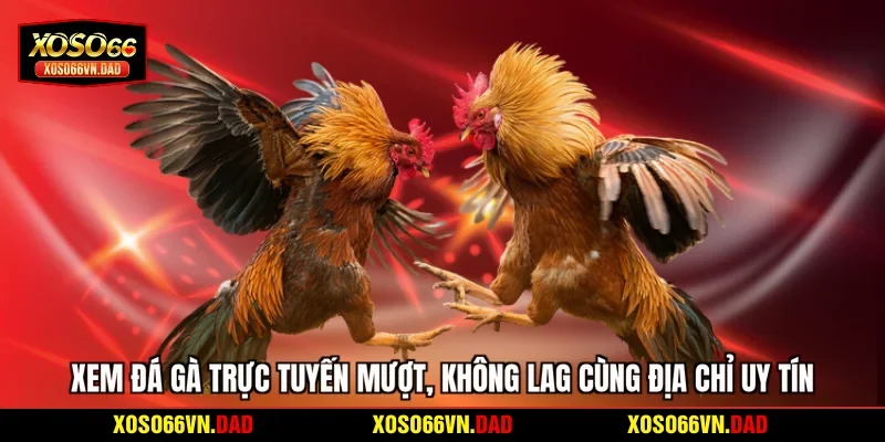 Xem Đá Gà Trực Tuyến Mượt, Không Lag Cùng Địa Chỉ Uy Tín